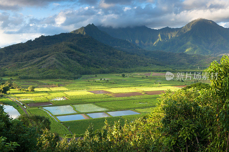 夏威夷考艾岛哈纳莱山谷的芋头田