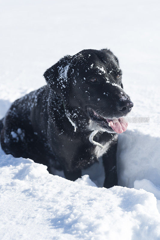 黑色拉布拉多在雪地上行走