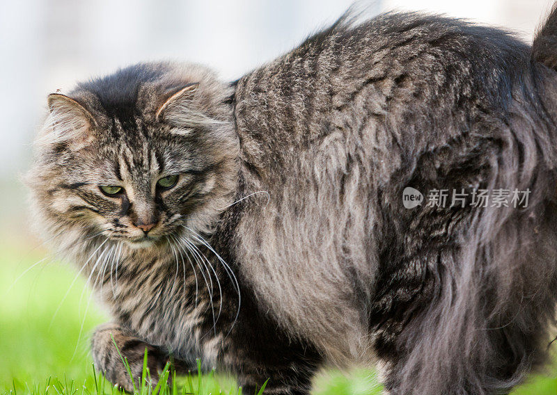 缅因库恩猫