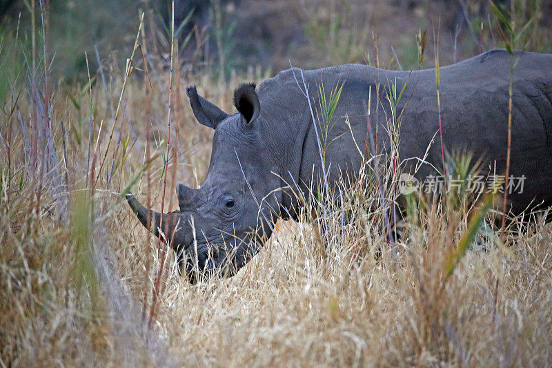 南非:克鲁格国家公园的南白犀牛
