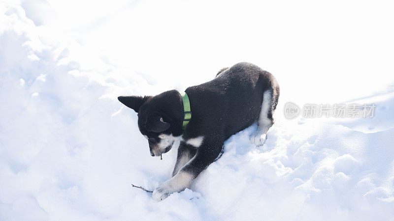 西伯利亚寻回犬幼犬10周大