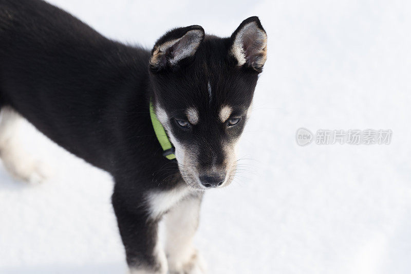 西伯利亚寻回犬幼犬9周大