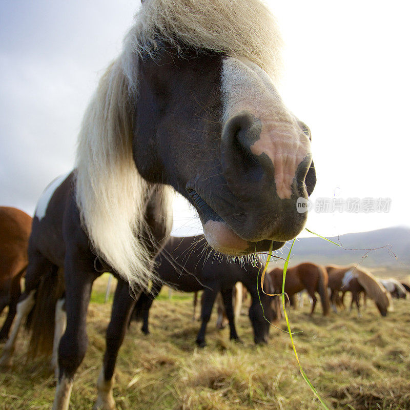 冰岛马吃草。