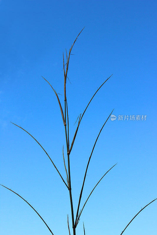 形象年轻，高大的竹笋生长迅速，天空湛蓝