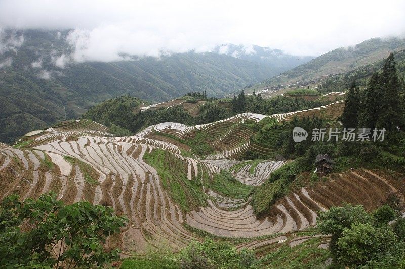 水稻梯田