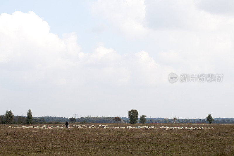 维尔登斯草原上的绵羊和谢帕德
