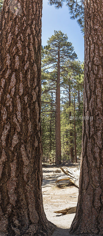 在加利福尼亚的两棵大松树间张望