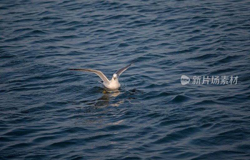 海鸥在海上飞翔