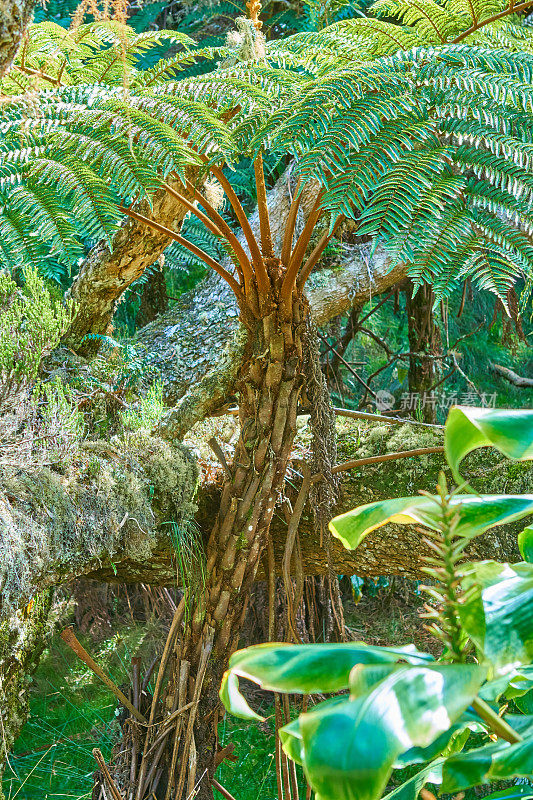 留尼汪岛的热带雨林