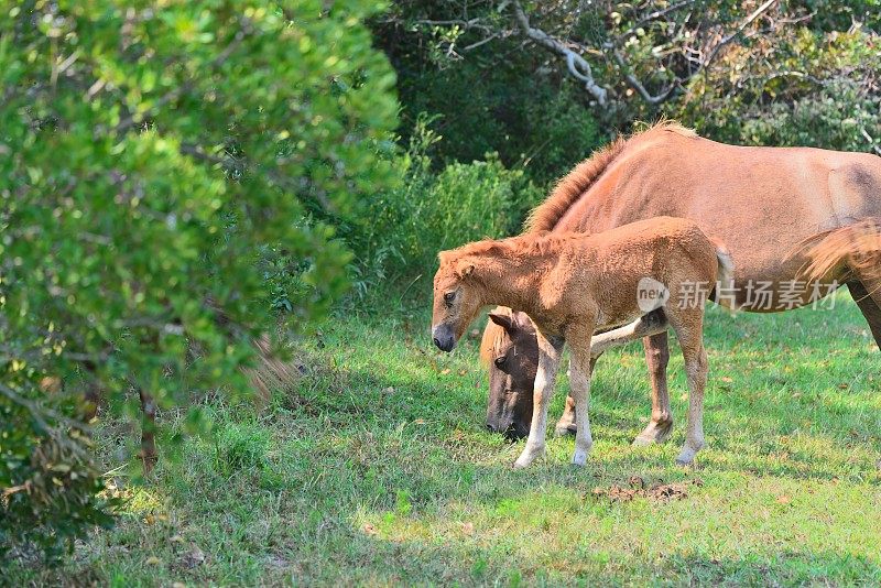 在阿萨蒂格岛放牧的母马和小马驹
