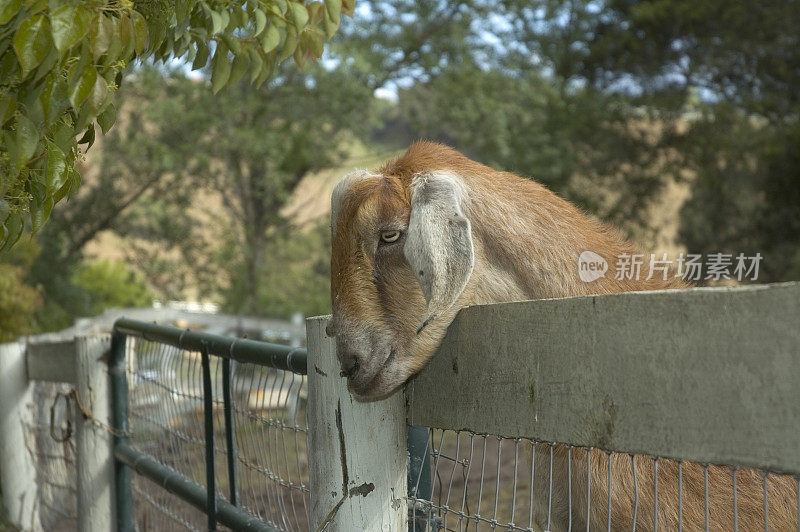 越过篱笆的山羊