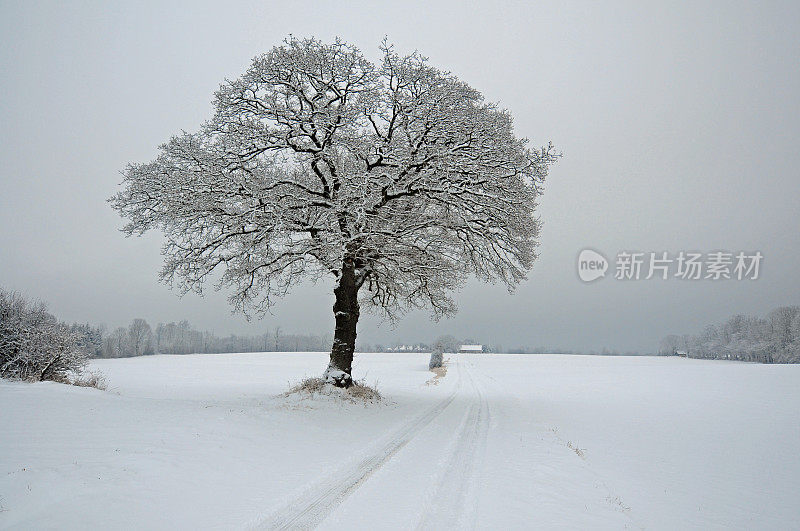 树与雪在冬天的景观