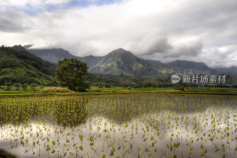 哈纳莱山谷芋头田，夏威夷，美国。