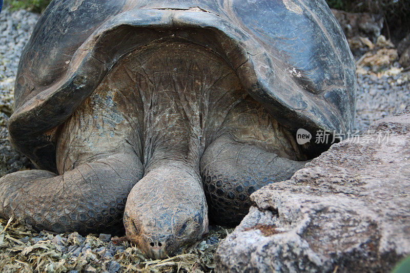 加拉帕戈斯群岛:加?圣克鲁斯岛上的帕格斯龟