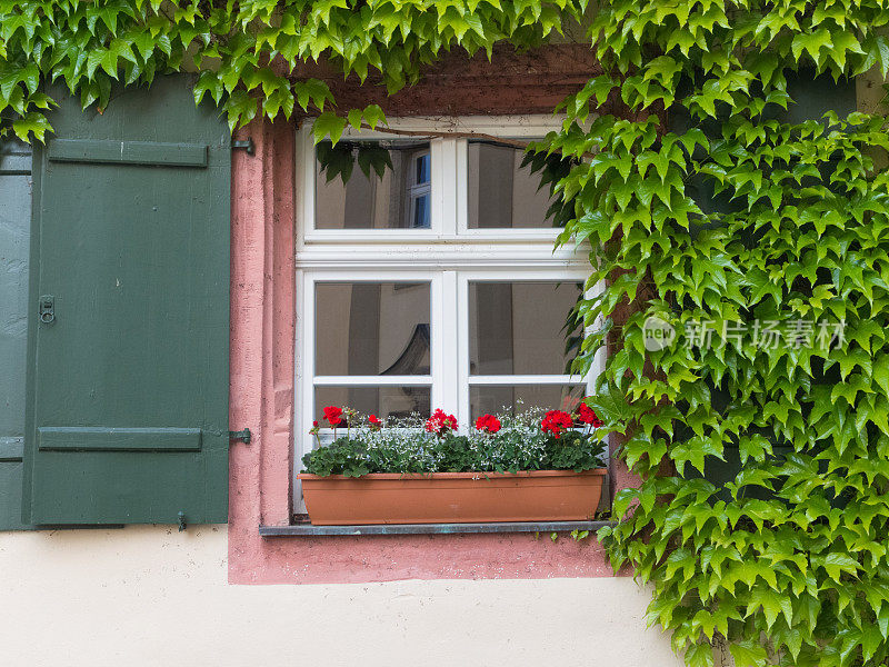 德国巴伐利亚州弗兰科尼亚中部的老式窗户，带有鲜花和藤蔓
