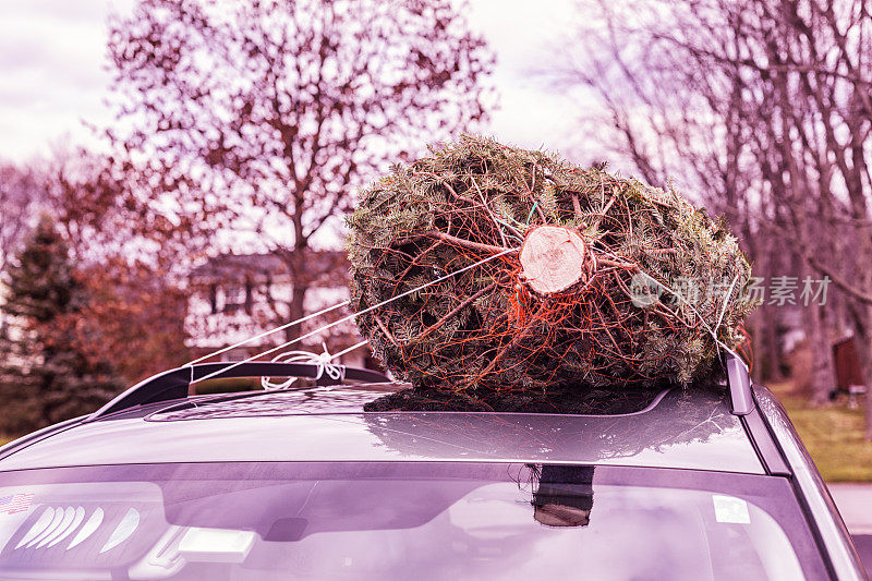 圣诞树系在车顶