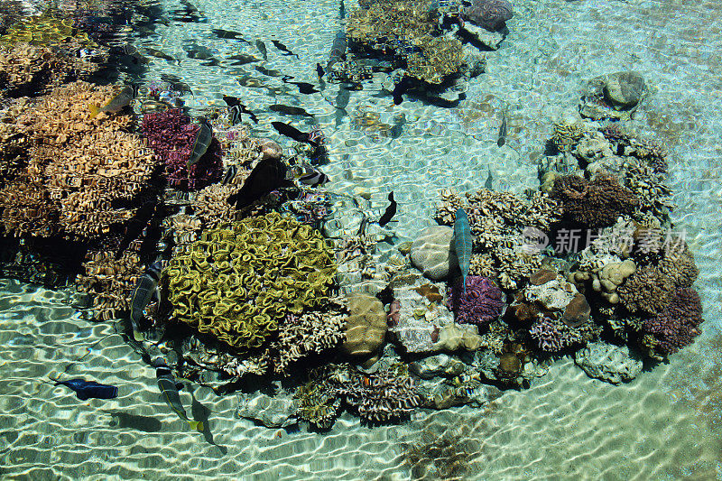 红海中的水下珊瑚礁