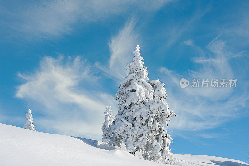 白雪覆盖的冷杉