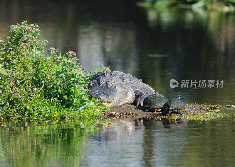 鳄鱼和乌龟的不和谐共存