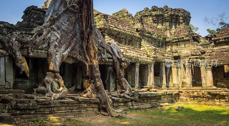 一棵蚕棉树吞噬着柬埔寨吴哥庙宇的古老废墟