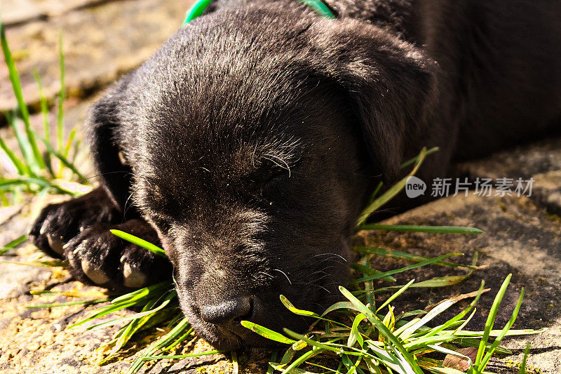 黑色的拉布拉多小狗在阳光下睡觉