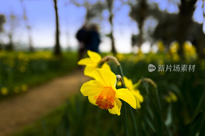 黄花植物野外特写