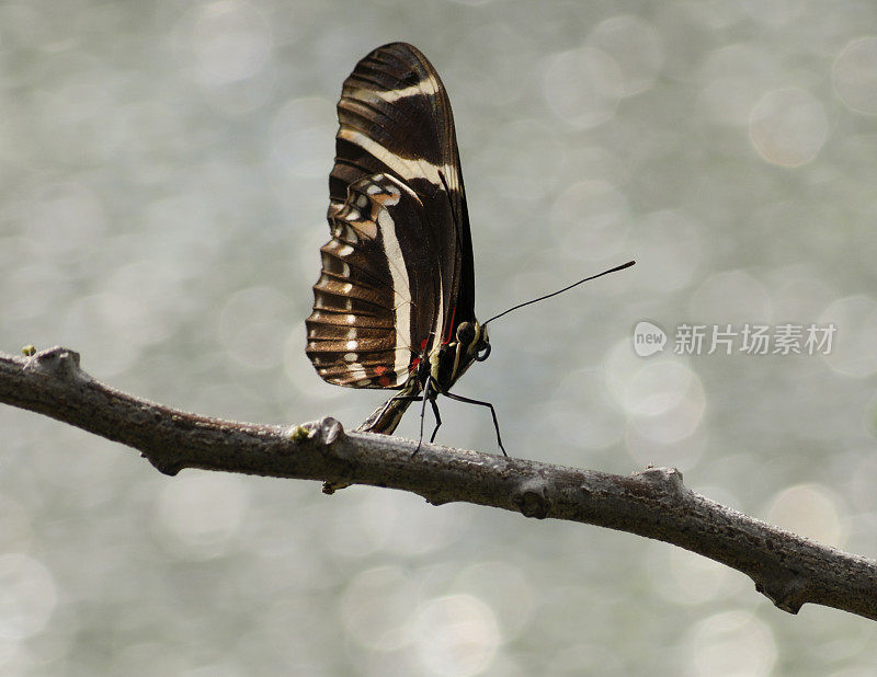 斑马Longwing蝴蝶