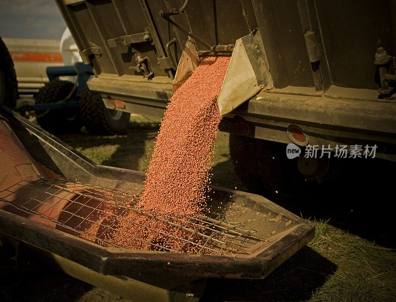 卸荷处理红小麦种子