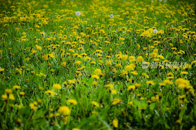 蒲公英花的草地