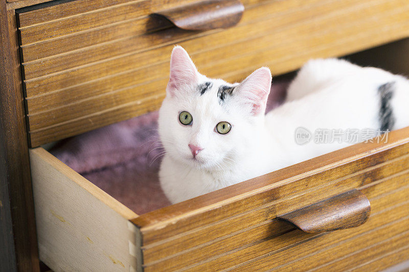 一只白猫坐在抽屉里