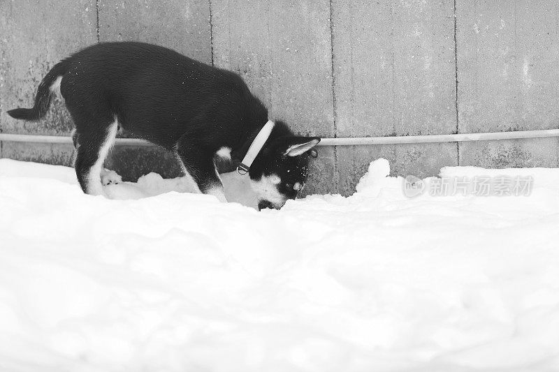 西伯利亚寻回犬幼犬10周大