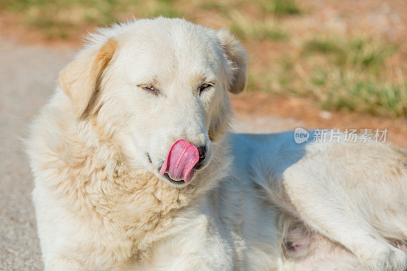 被遗弃的牧羊犬舔自己