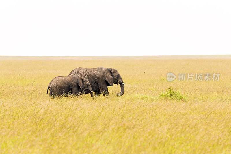 非洲象与幼象