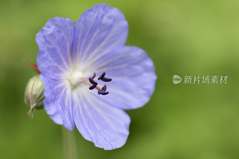 草甸鹤嘴花(天竺葵)。