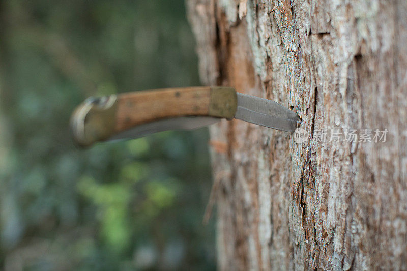 刀在树