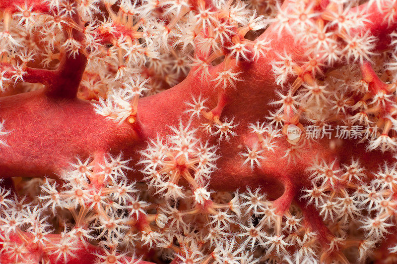 夜晚，红与白:布纳肯岛的珊瑚之美