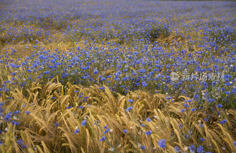 蓝色花朵的田野