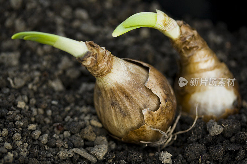 花园土壤中的两个水仙花球茎