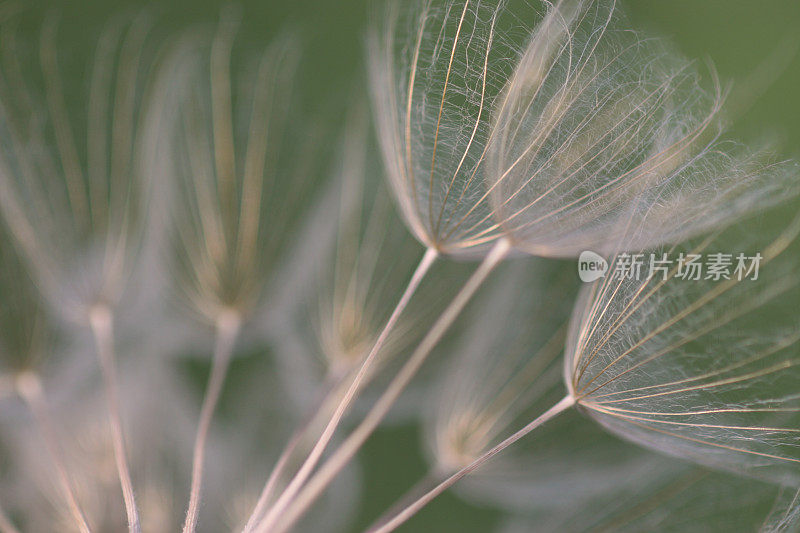 选择性焦点蒲公英(牡蛎植物)