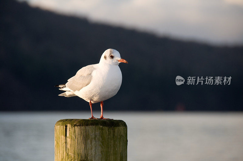 海鸥在帖子