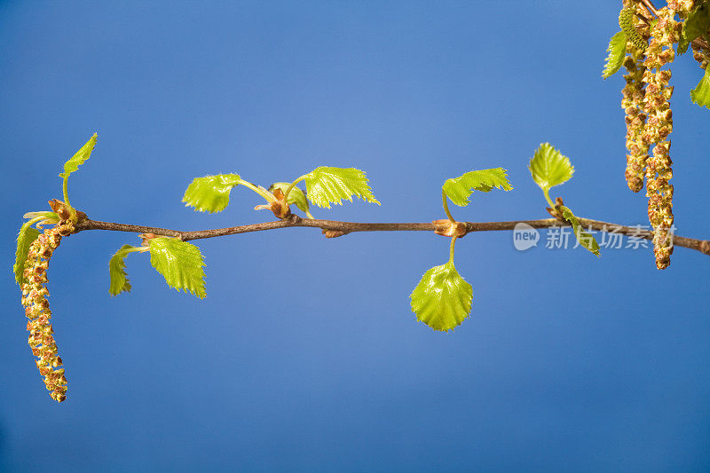 春天白桦树枝