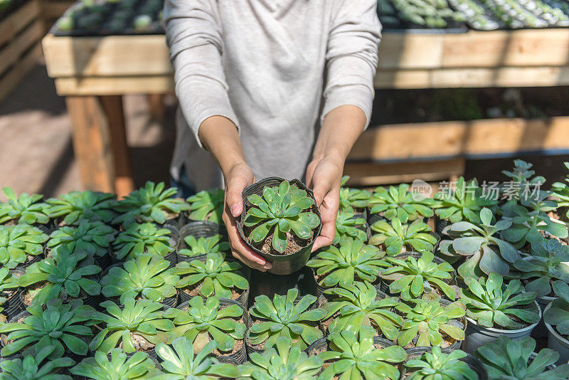 手里拿着小植物的女人