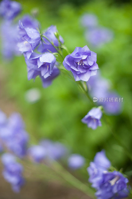 花园里的风铃花