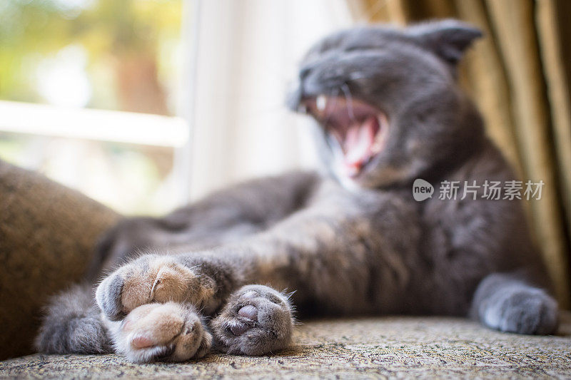 漂亮的灰色苏格兰折猫在室内打哈欠