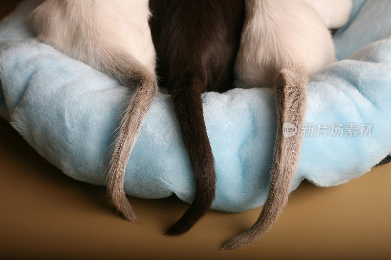 暹罗猫和东方猫在床上尾巴