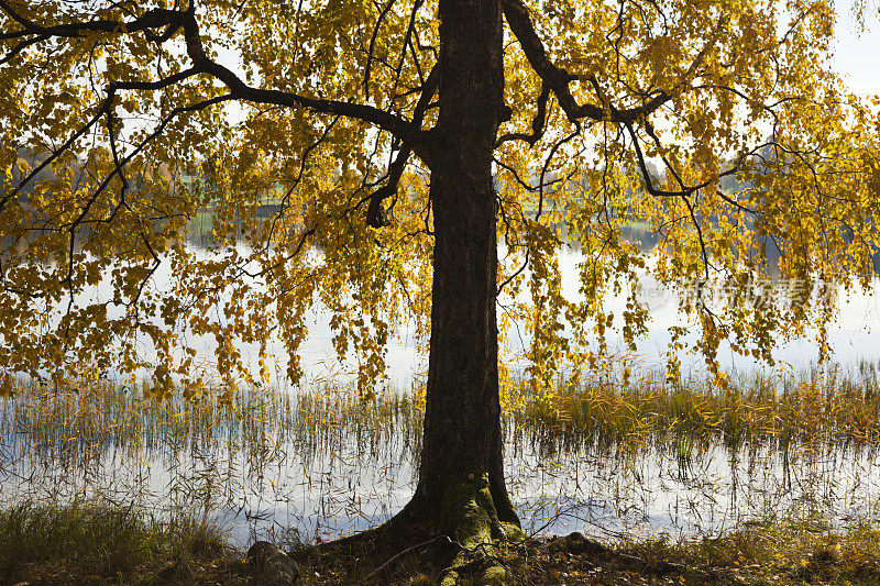 秋天，静静的湖边有桦树。