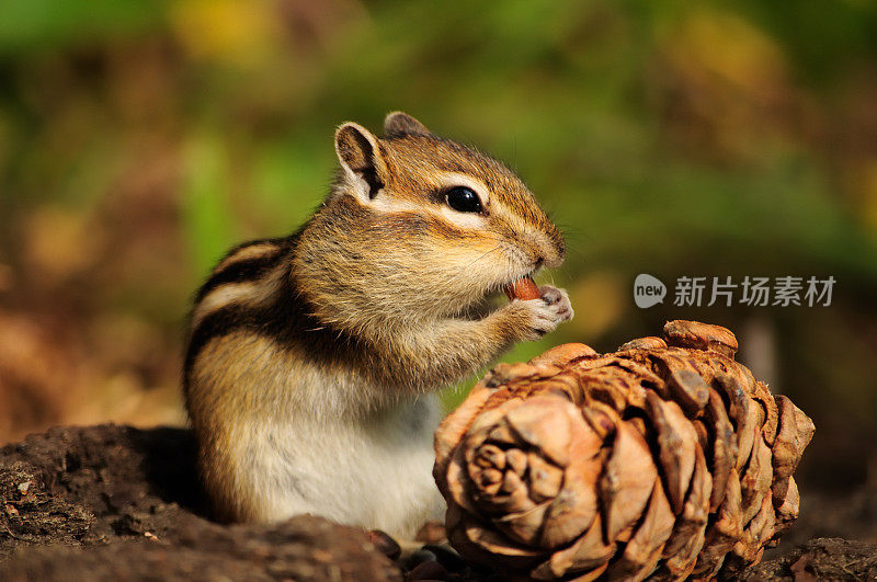 美丽的花栗鼠吃松子。