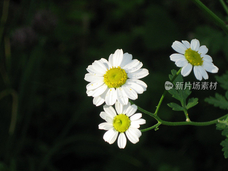 雏菊状的白色和黄色的花