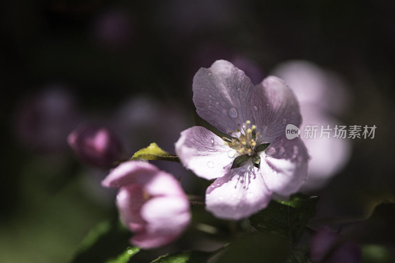 粉红色的樱花