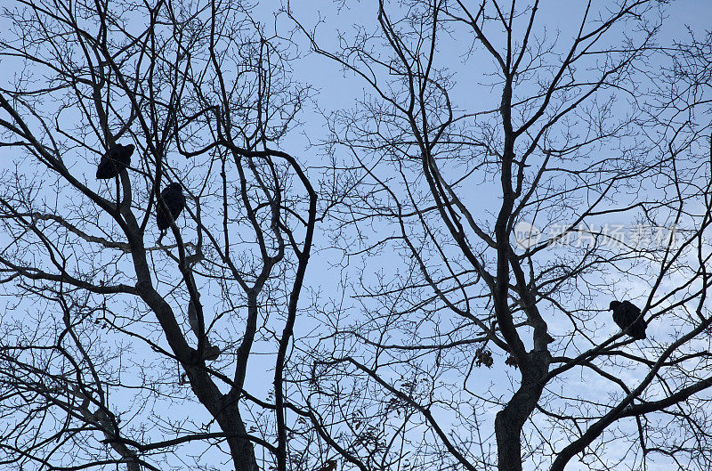 秃鹫栖息在树上